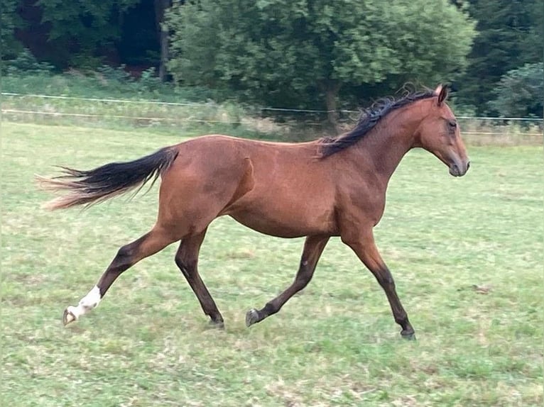 Pintos Merrie 5 Jaar 155 cm Bruin in Schieder-Schwalenberg