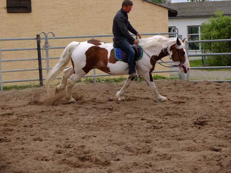 Pintos Mix Merrie 5 Jaar 155 cm Gevlekt-paard in Buttstädt