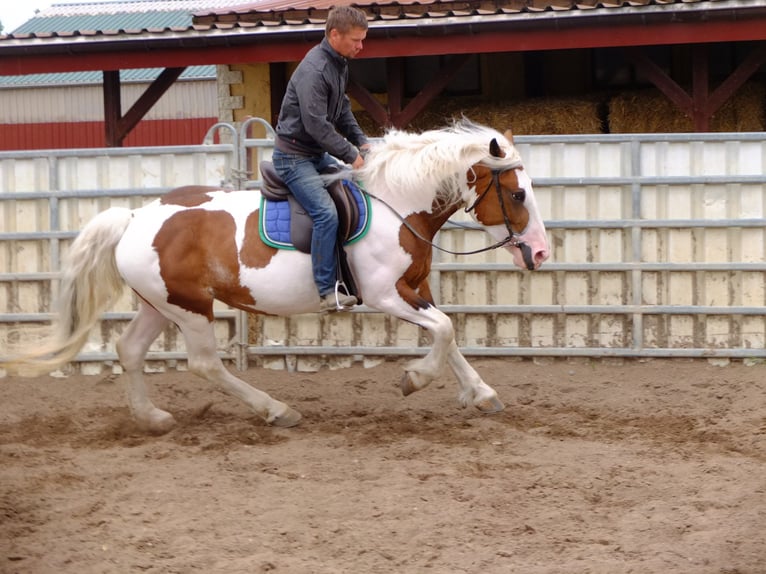 Pintos Mix Merrie 5 Jaar 155 cm Gevlekt-paard in Buttstädt