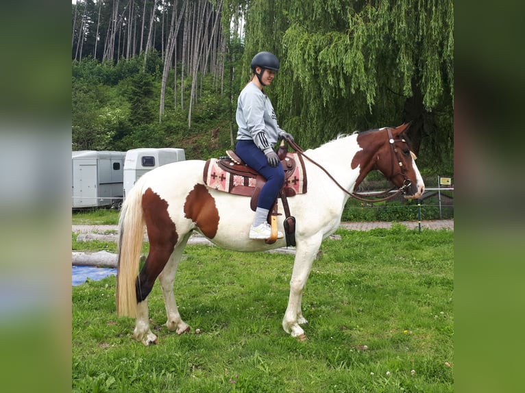 Pintos Merrie 5 Jaar 157 cm Gevlekt-paard in Bayerbach