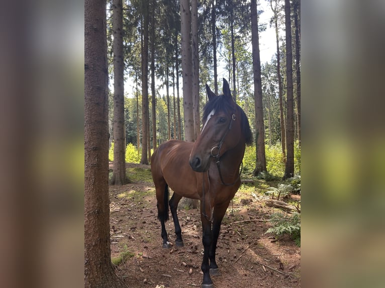 Pintos Mix Merrie 5 Jaar 160 cm Bruin in Walsrode