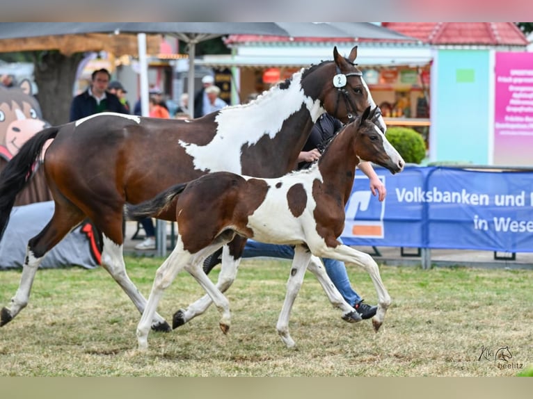 Pintos Merrie 5 Jaar 160 cm Gevlekt-paard in Ganderkesee