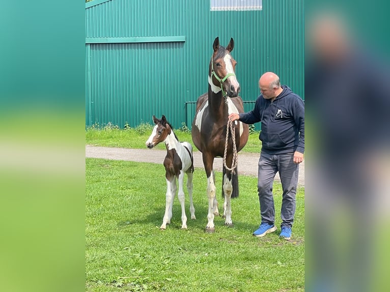 Pintos Merrie 5 Jaar 160 cm Gevlekt-paard in Ganderkesee