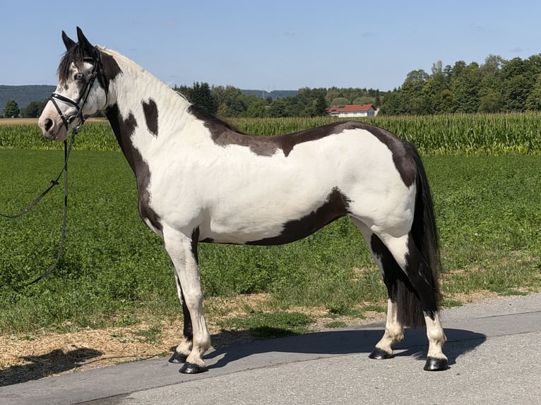 Pintos Mix Merrie 5 Jaar Gevlekt-paard in Riedlingen