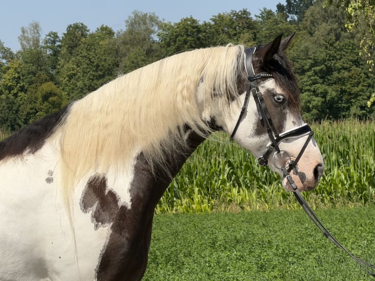 Pintos Mix Merrie 5 Jaar Gevlekt-paard in Riedlingen