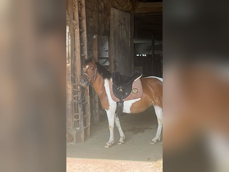 Pintos Merrie 6 Jaar 134 cm Gevlekt-paard in HeuchelheimHeuchelheim
