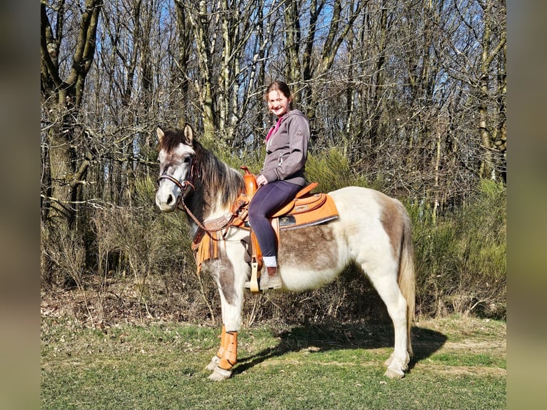 Pintos Merrie 6 Jaar 136 cm Gevlekt-paard in Linkenbach