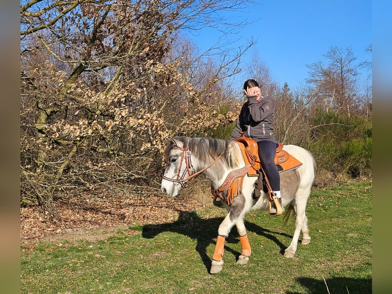 Pintos Merrie 6 Jaar 136 cm Gevlekt-paard in Linkenbach