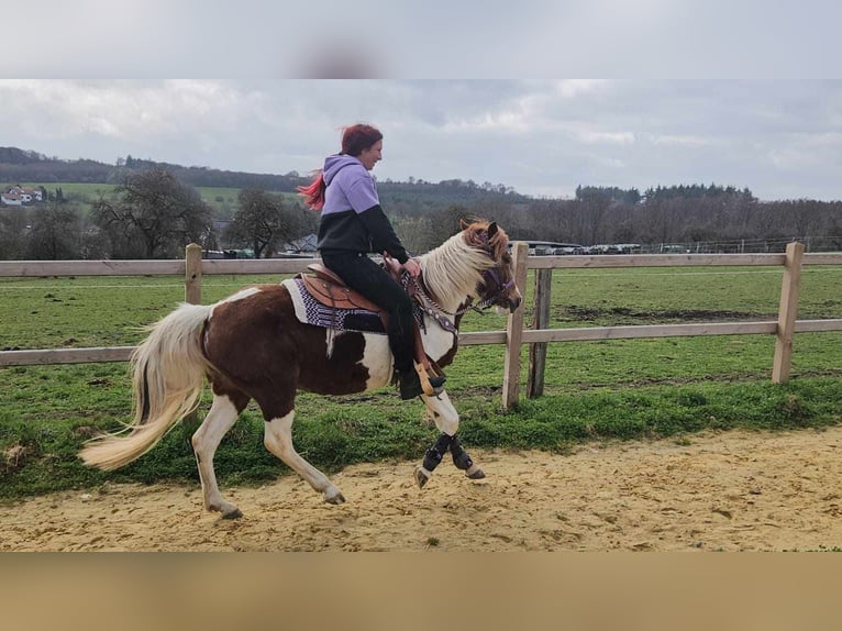Pintos Merrie 6 Jaar 140 cm Gevlekt-paard in Linkenbach