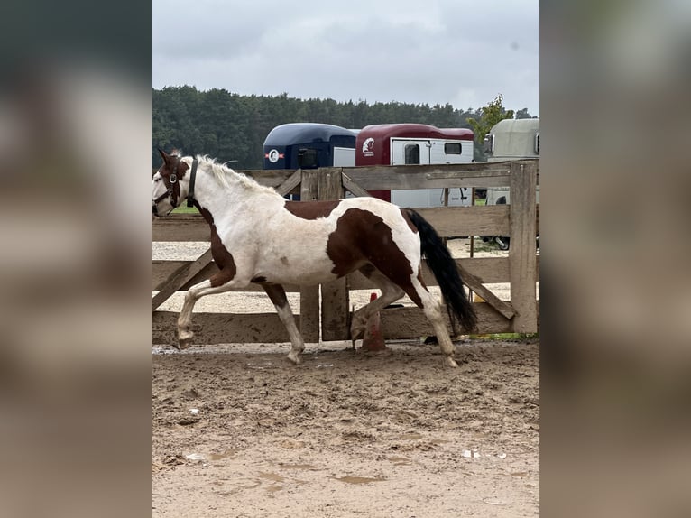 Pintos Merrie 6 Jaar 146 cm Gevlekt-paard in F&#xFC;rth
