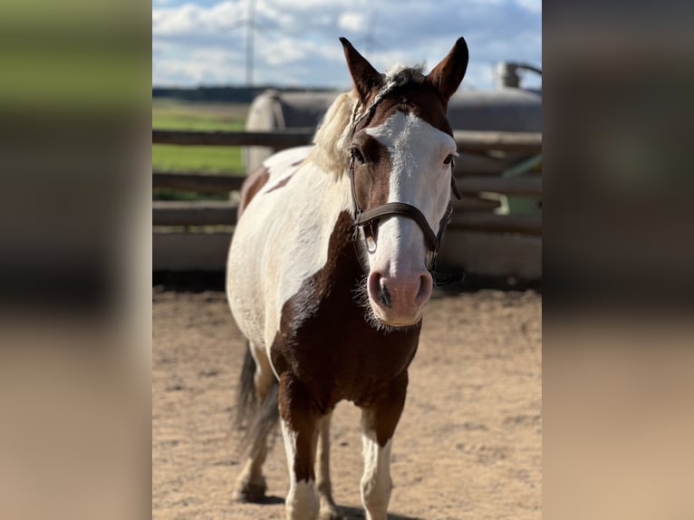 Pintos Merrie 6 Jaar 146 cm Gevlekt-paard in F&#xFC;rth