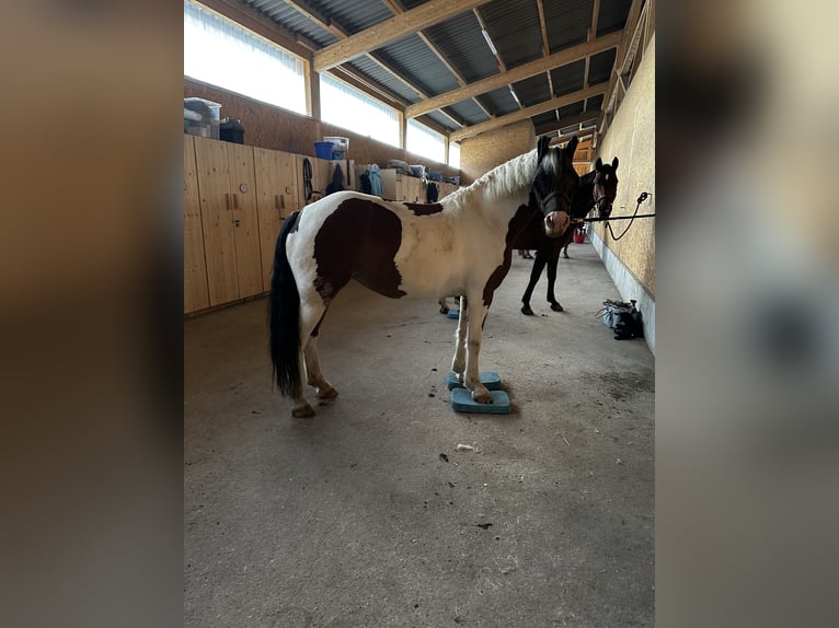 Pintos Merrie 6 Jaar 146 cm Gevlekt-paard in F&#xFC;rth