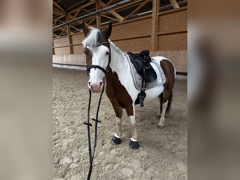Pintos Merrie 6 Jaar 146 cm Gevlekt-paard in F&#xFC;rth