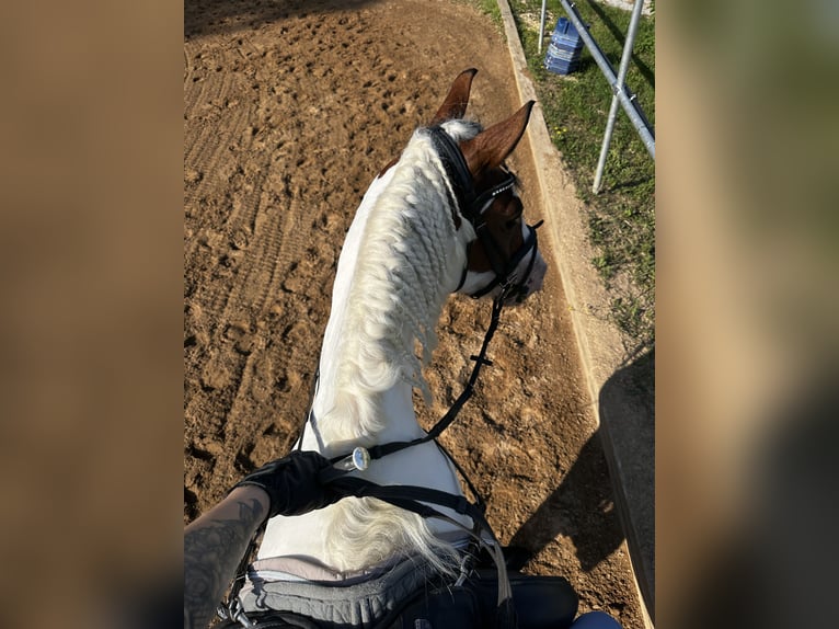 Pintos Merrie 6 Jaar 146 cm Gevlekt-paard in F&#xFC;rth