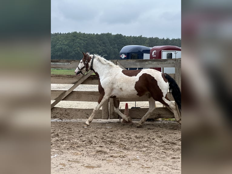 Pintos Merrie 6 Jaar 146 cm Gevlekt-paard in F&#xFC;rth