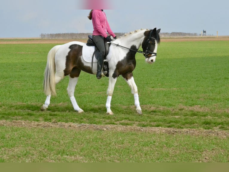 Pintos Merrie 6 Jaar 150 cm Gevlekt-paard in Würzburg