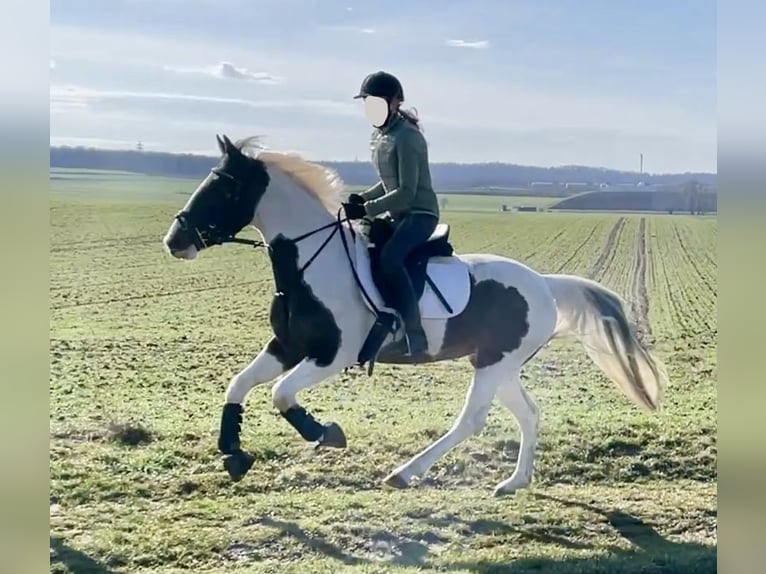 Pintos Merrie 6 Jaar 150 cm Gevlekt-paard in Würzburg