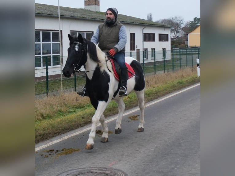 Pintos Mix Merrie 6 Jaar 152 cm Gevlekt-paard in Buttstädt