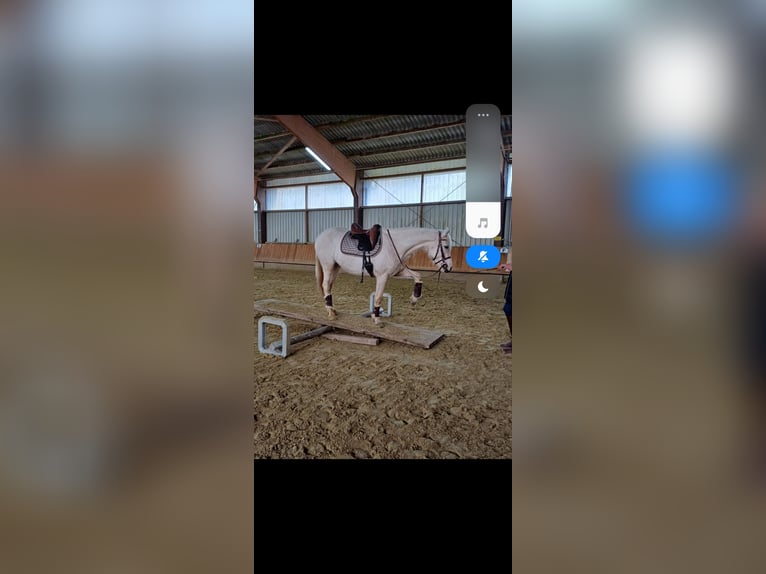 Pintos Merrie 6 Jaar 155 cm Palomino in Dickendorf