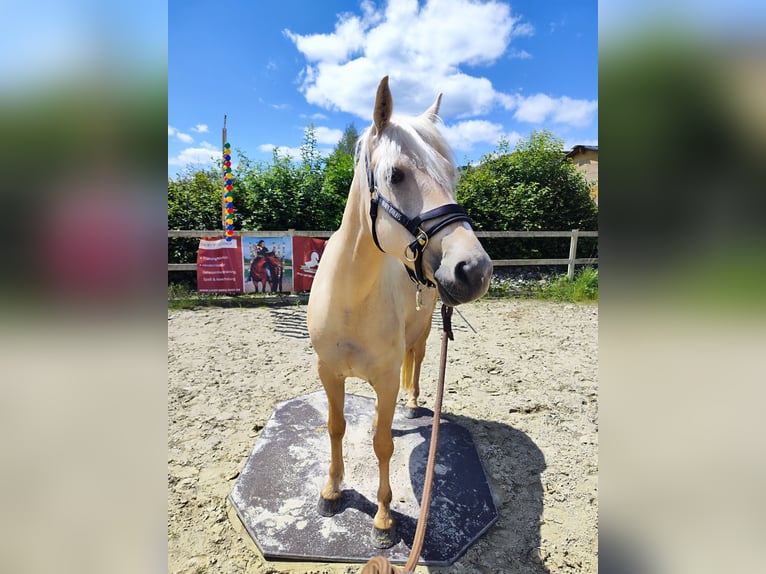 Pintos Merrie 6 Jaar 155 cm Palomino in Dickendorf