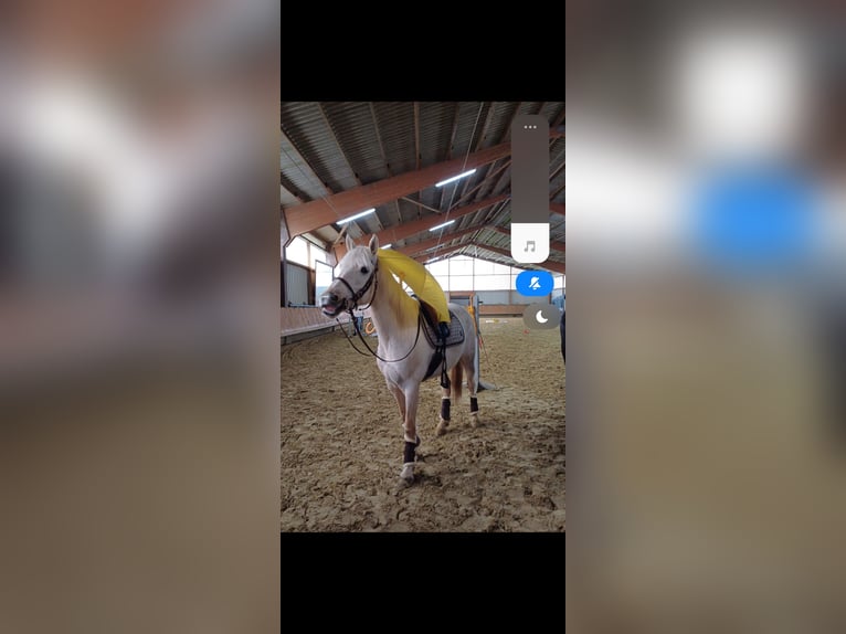 Pintos Merrie 6 Jaar 155 cm Palomino in Dickendorf