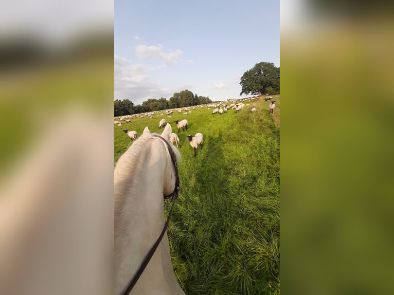 Pintos Merrie 6 Jaar 155 cm Palomino in Dickendorf