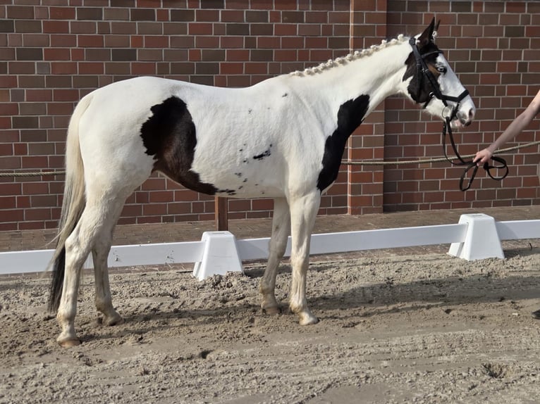 Pintos Merrie 6 Jaar Gevlekt-paard in Bad Zwischenahn