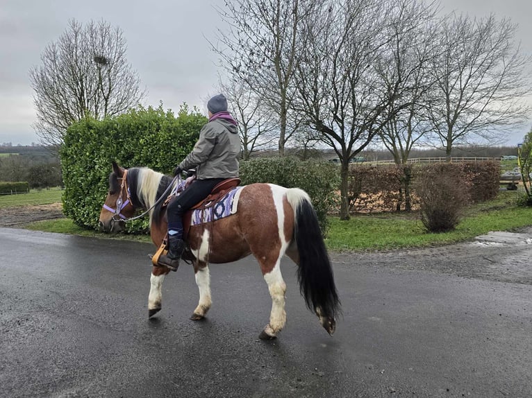 Pintos Mix Merrie 7 Jaar 142 cm Gevlekt-paard in Linkenbach