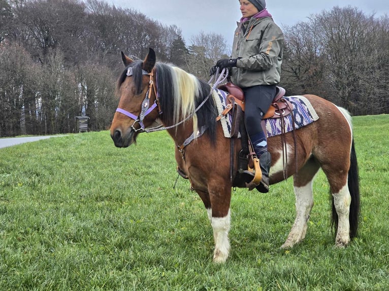 Pintos Mix Merrie 7 Jaar 142 cm Gevlekt-paard in Linkenbach