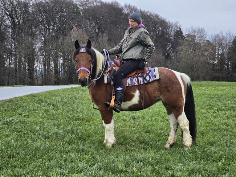 Pintos Mix Merrie 7 Jaar 142 cm Gevlekt-paard in Linkenbach