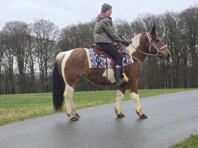 Pintos Mix Merrie 7 Jaar 142 cm Gevlekt-paard in Linkenbach