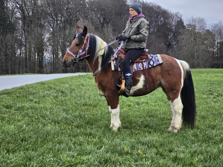 Pintos Mix Merrie 7 Jaar 142 cm Gevlekt-paard in Linkenbach