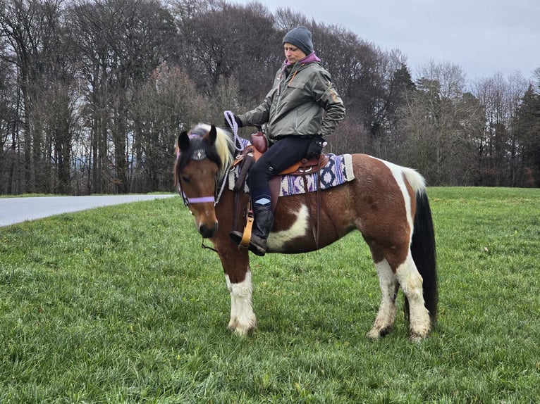 Pintos Mix Merrie 7 Jaar 142 cm Gevlekt-paard in Linkenbach