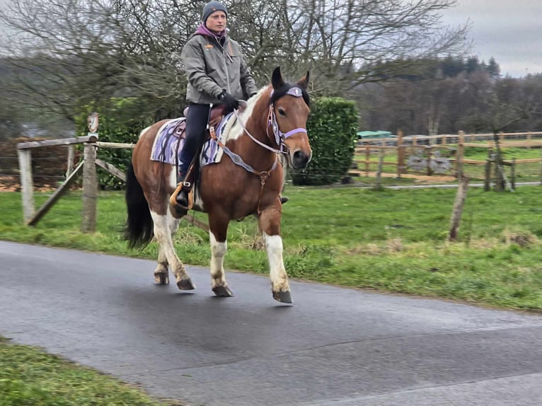 Pintos Mix Merrie 7 Jaar 142 cm Gevlekt-paard in Linkenbach