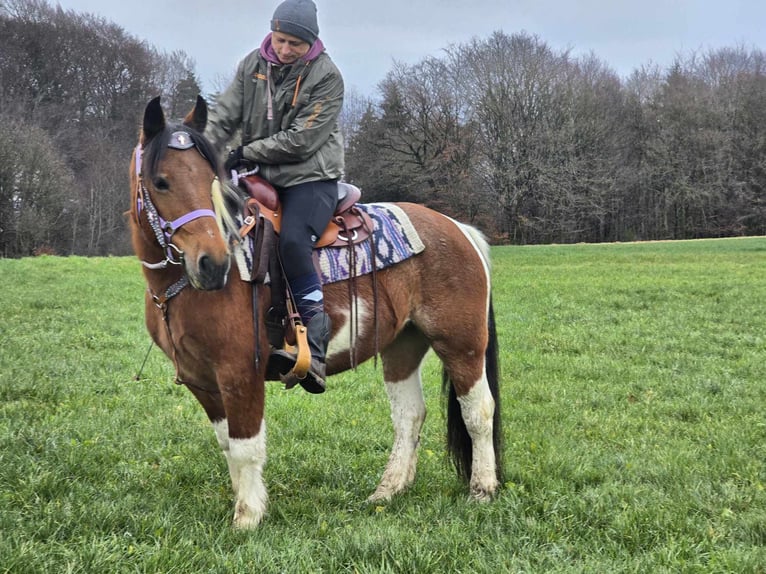 Pintos Mix Merrie 7 Jaar 142 cm Gevlekt-paard in Linkenbach