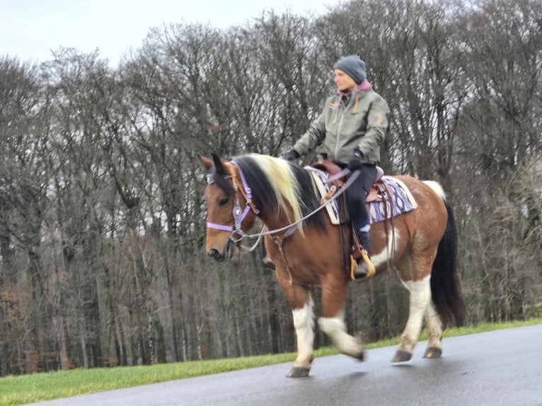 Pintos Mix Merrie 7 Jaar 142 cm Gevlekt-paard in Linkenbach