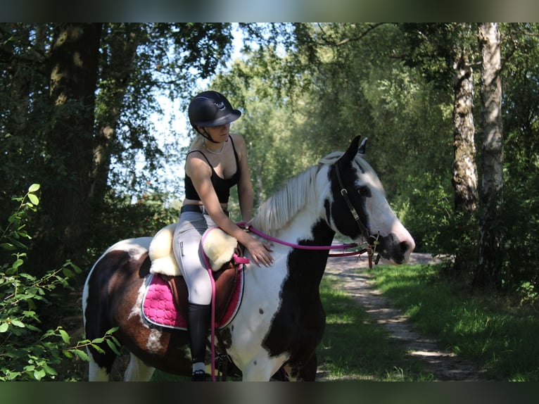 Pintos Mix Merrie 7 Jaar 148 cm Gevlekt-paard in Bad Zwischenahn