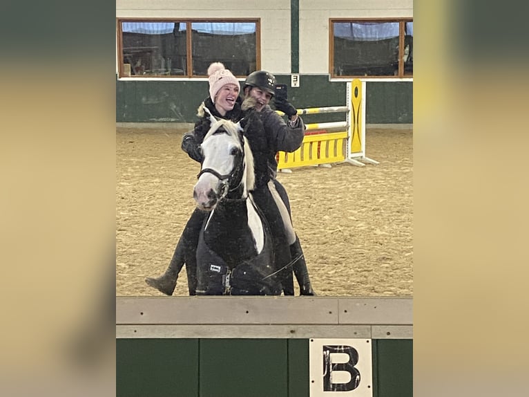 Pintos Mix Merrie 7 Jaar 148 cm Gevlekt-paard in Bad Zwischenahn