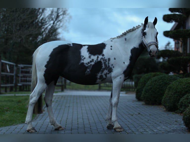 Pintos Mix Merrie 7 Jaar 148 cm Gevlekt-paard in Bad Zwischenahn