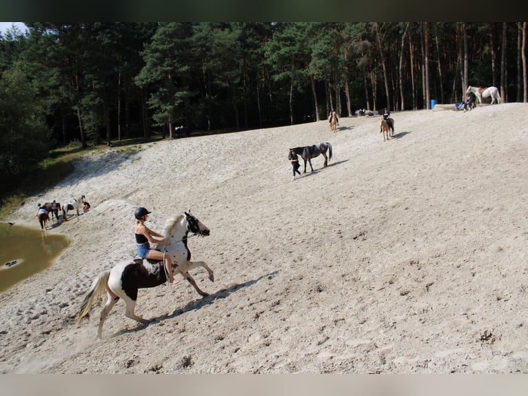 Pintos Mix Merrie 7 Jaar 148 cm Gevlekt-paard in Bad Zwischenahn