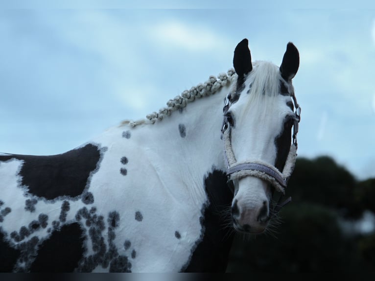 Pintos Mix Merrie 7 Jaar 148 cm Gevlekt-paard in Bad Zwischenahn