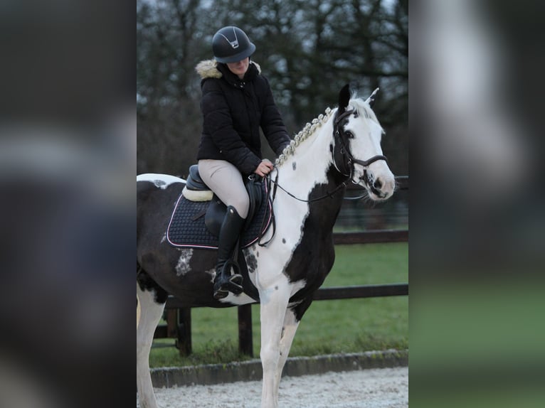 Pintos Mix Merrie 7 Jaar 148 cm Gevlekt-paard in Bad Zwischenahn