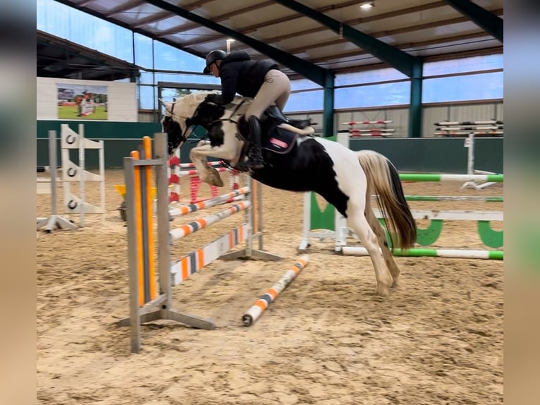 Pintos Mix Merrie 7 Jaar 148 cm Gevlekt-paard in Bad Zwischenahn