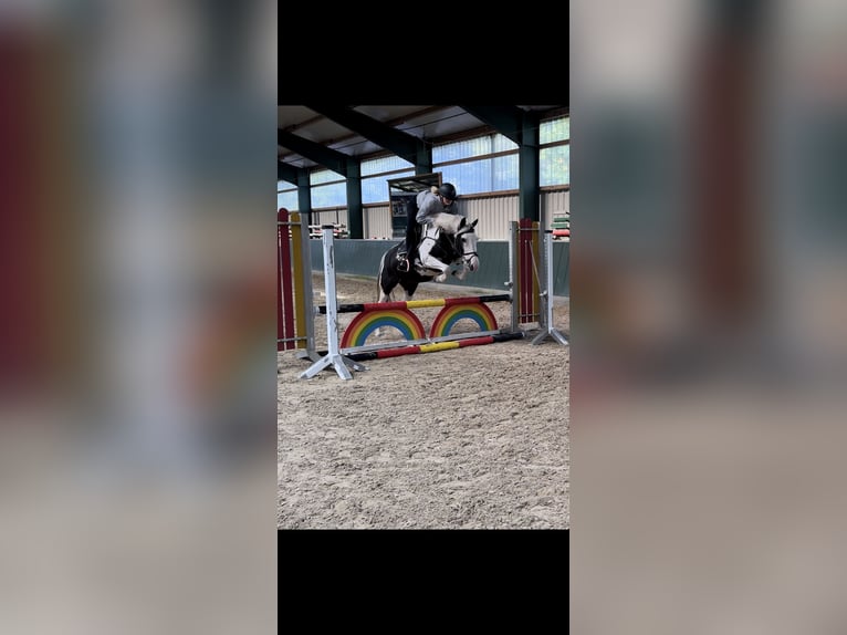 Pintos Mix Merrie 7 Jaar 148 cm Gevlekt-paard in Bad Zwischenahn