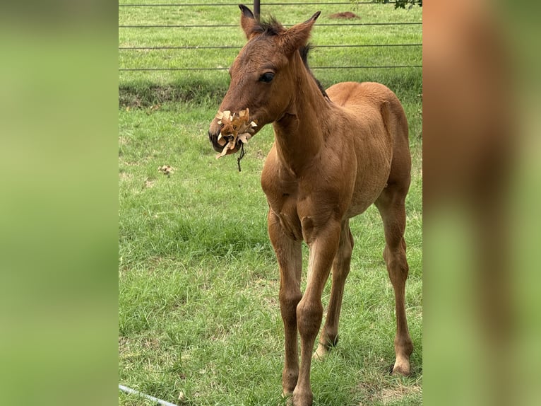 Pintos Merrie 7 Jaar 150 cm Gevlekt-paard in Crescent