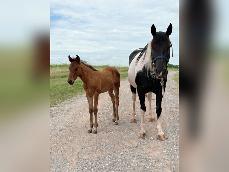 Pintos Merrie 7 Jaar 150 cm Gevlekt-paard in Crescent