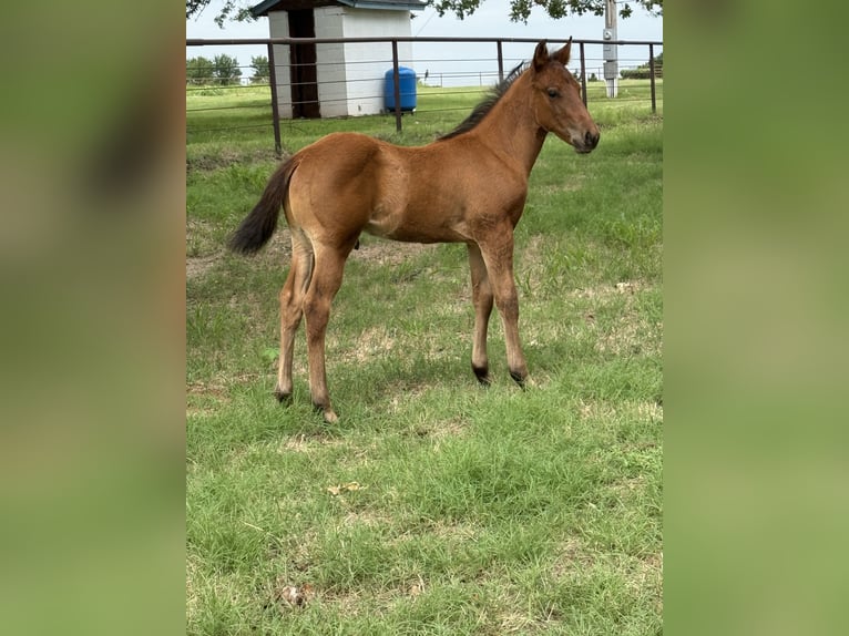 Pintos Merrie 7 Jaar 150 cm Gevlekt-paard in Crescent