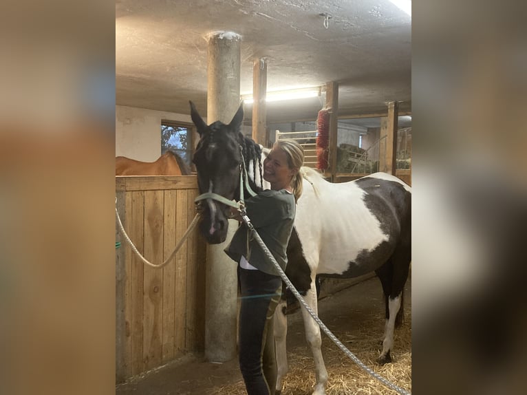 Pintos Mix Merrie 7 Jaar 150 cm Gevlekt-paard in Wels Land