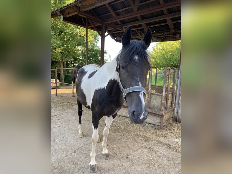 Pintos Mix Merrie 7 Jaar 150 cm Gevlekt-paard in Wels Land