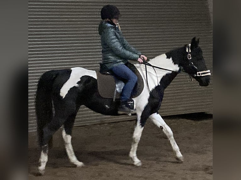 Pintos Mix Merrie 7 Jaar 150 cm Gevlekt-paard in Wels Land